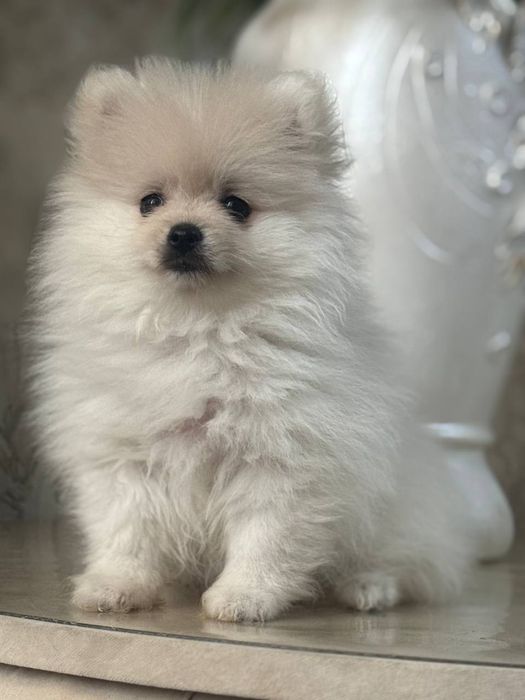 Щенок шпица продается