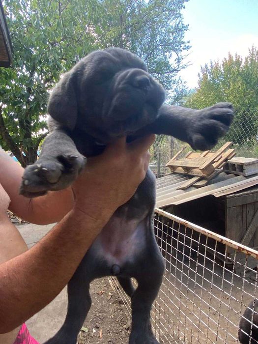 Кучета Кане корсо