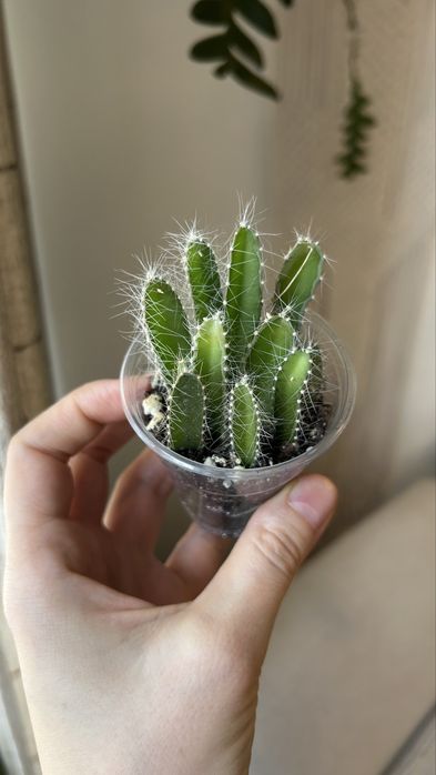 Гилоцереус ундатус