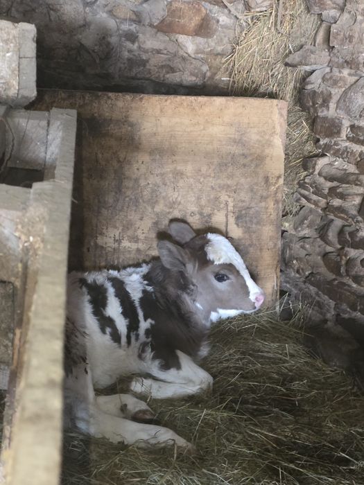 Vand juninca cu vitel