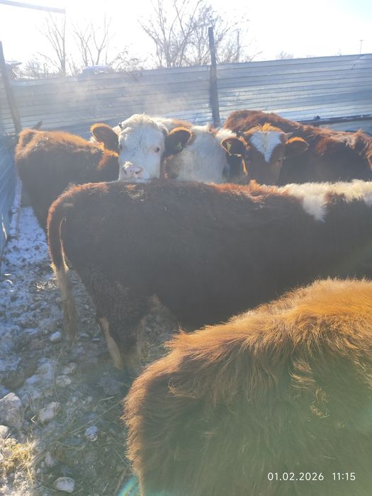 Продам молодняк..