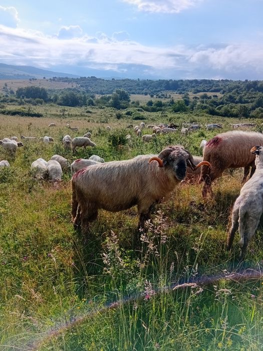 De vanzare un tap alpin francez in varsta de trei ani.Si un berbec marcus in varasta de patu ani mai multe detalii la numarul de telefon 0725197168 ..