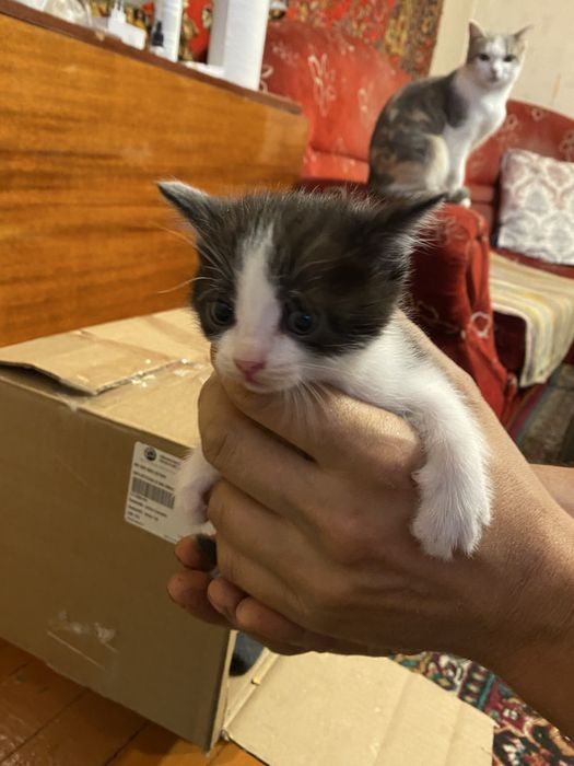 Котята БЕСПЛАТНО в добрые руки
