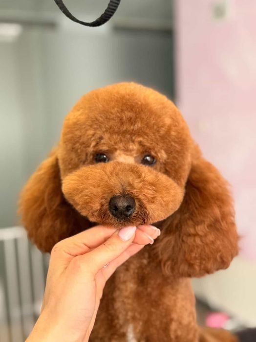Toy poodle Той пудел