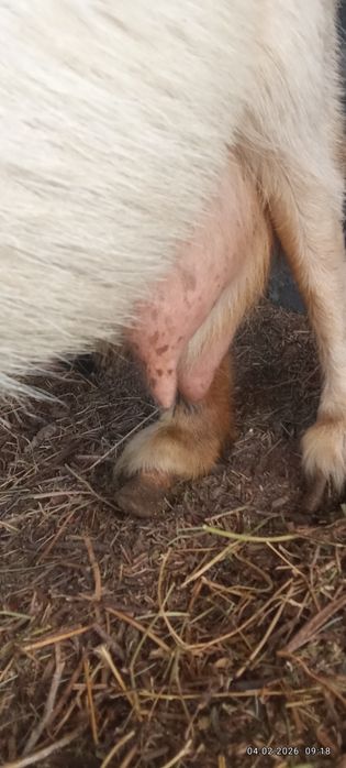 Сүтті занен тұқымды орыс ешкі сатылады