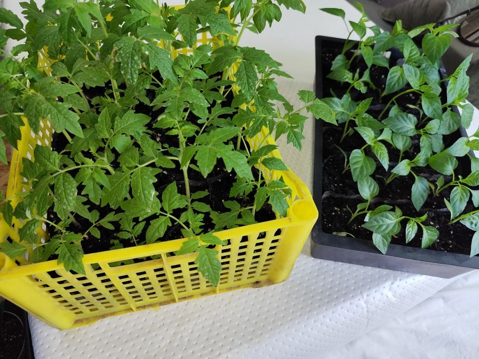 Продаю рассаду помидор, перец.