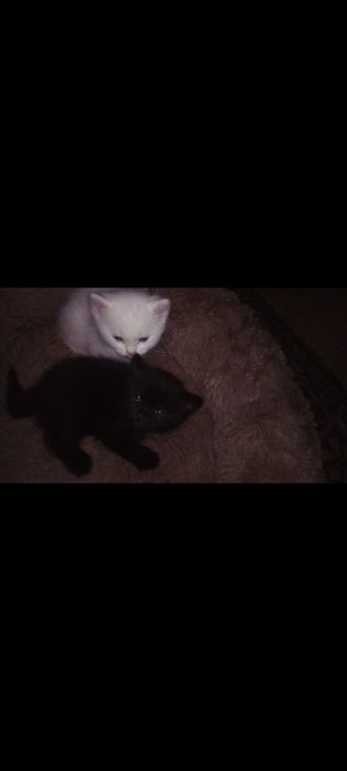Котята в добрые руки.