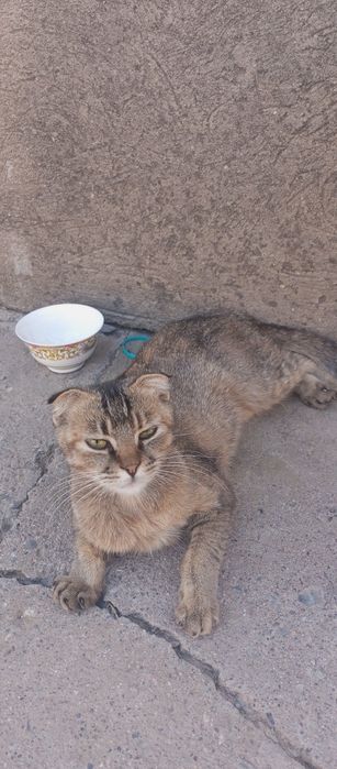 Scottish fold sotiladi