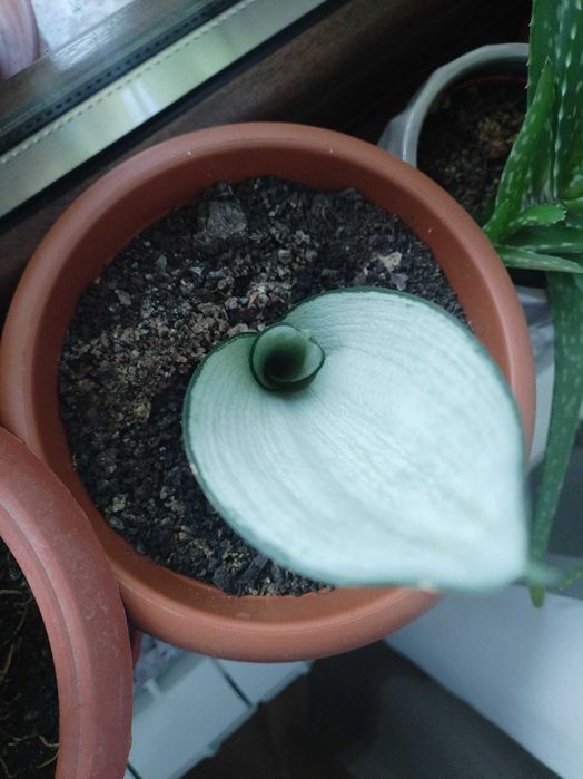 Налични жълти сансевиери, moonshine, cilindrica, Black moon, алое