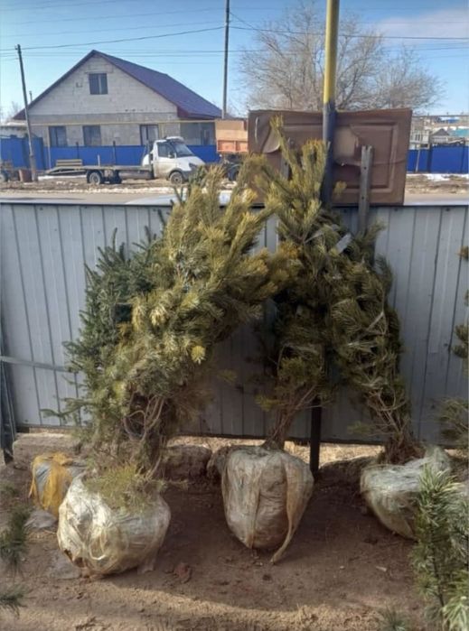 ель и сосны карагай с комом