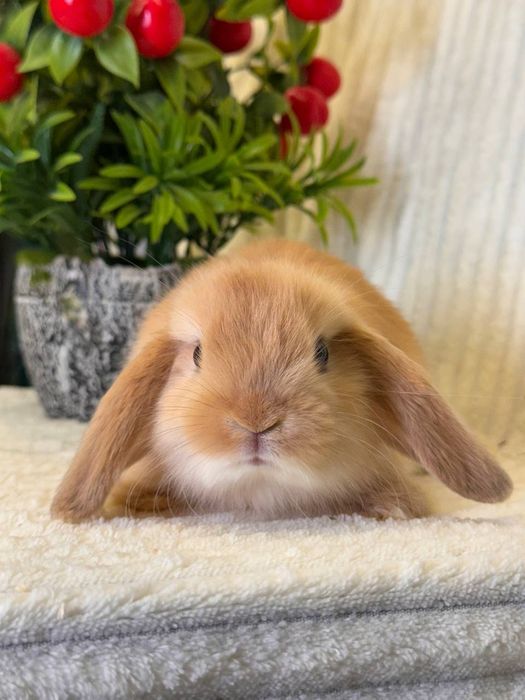 Karlik Baran Gold.Quyon bolasi. DEKORATIV KARLIK BARAN