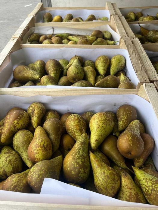 Vindem mere și pere EN-GROS