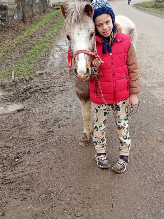 Vând poneiita tarcata vârstă 5ani