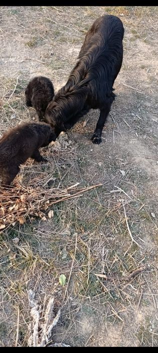 Бездомные щенки в добрые руки