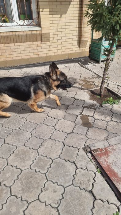 Вязка кабеля немецкой овчарки