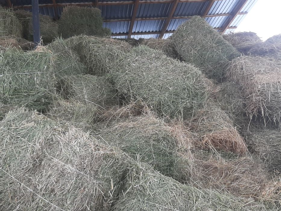 Клевер, жоныршка