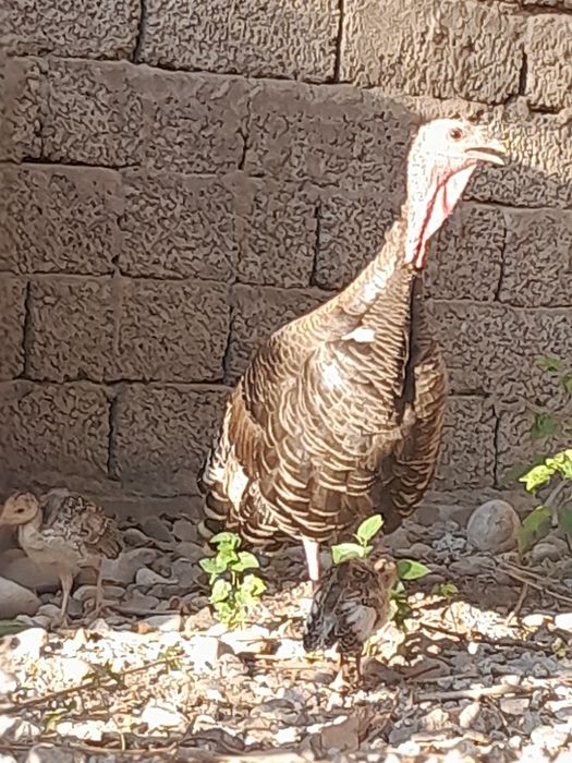 Сотилади куркачалар