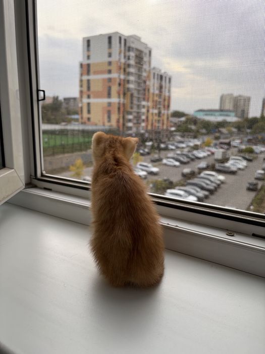 Отдам рыжего котика в добрые руки!!