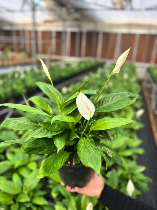 Xona o'simliklari Yashil Zamin