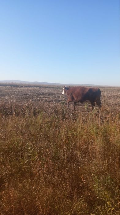 Карова жирная продаю