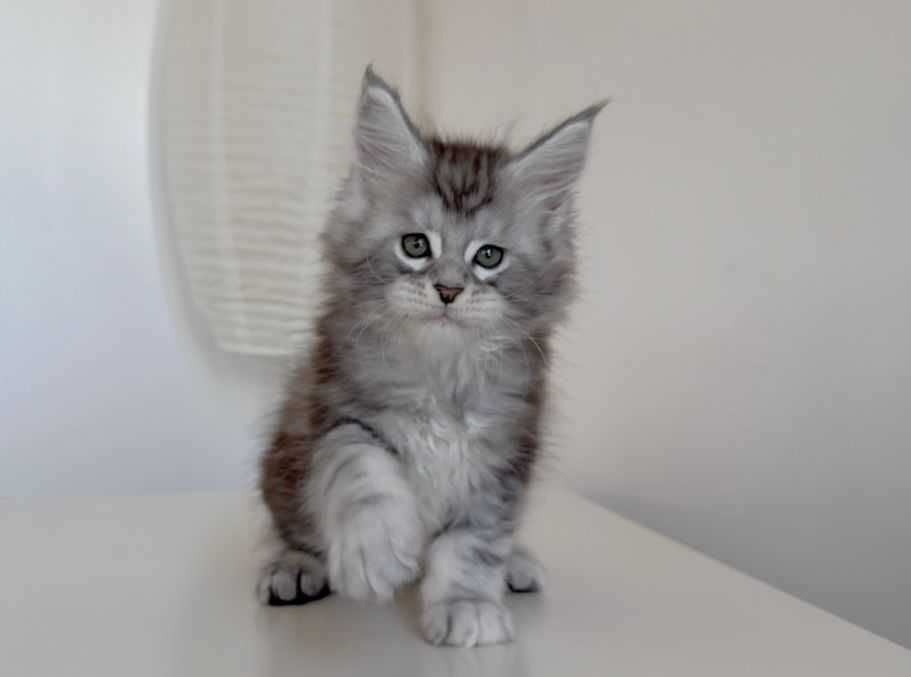 Котенца мейн кун