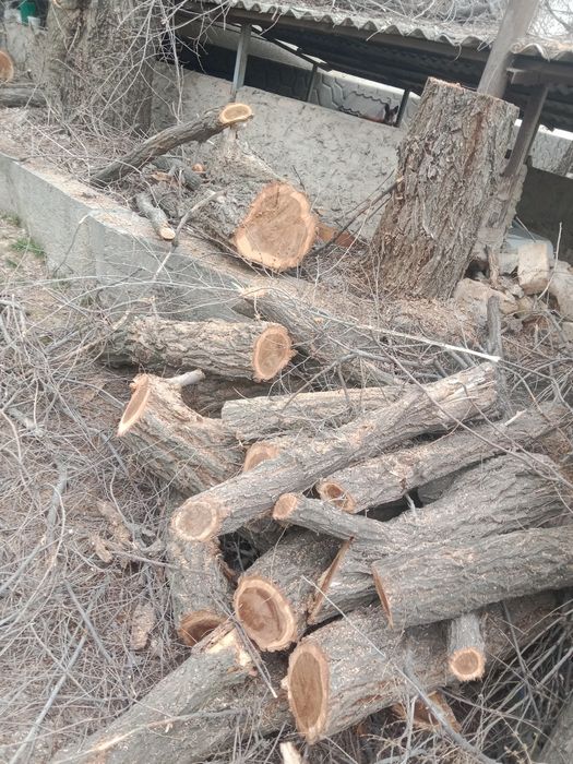 Дрова бесплатно всё