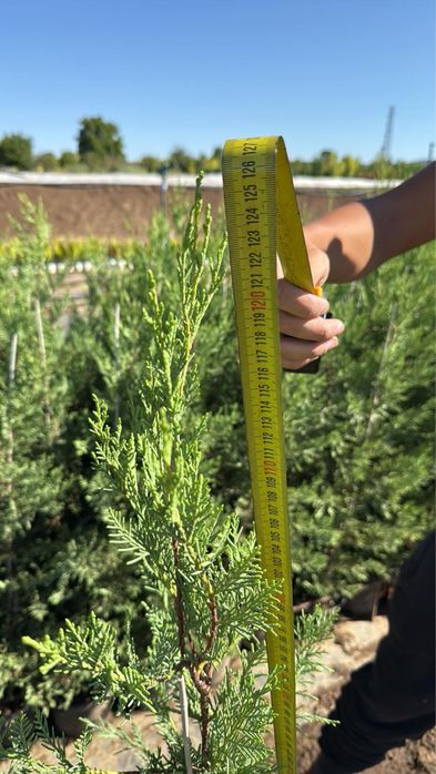 Лвйландски кипарис