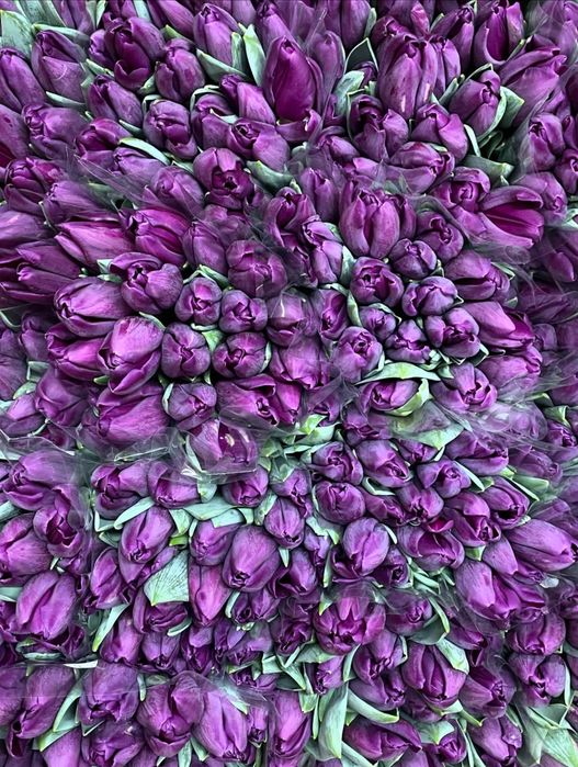 Свежие Тюльпаны (Болленстрик) с Гарантией от Производителя