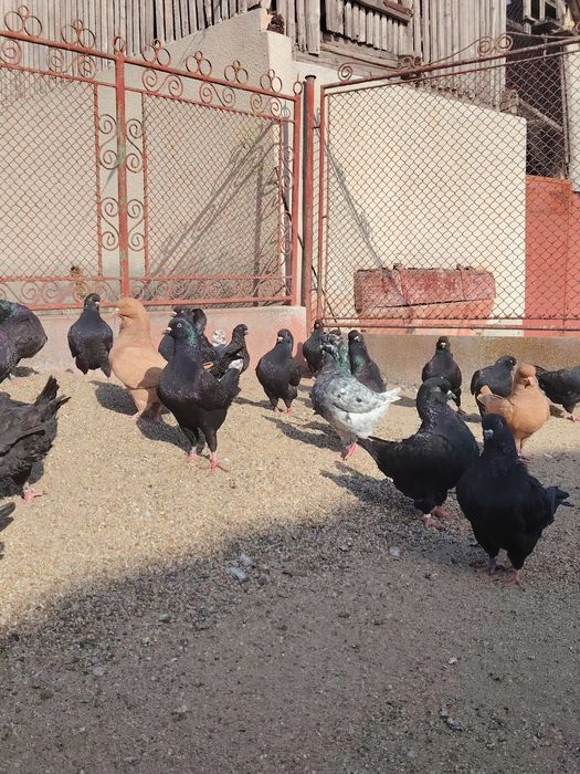 Vând porumbei rasa king