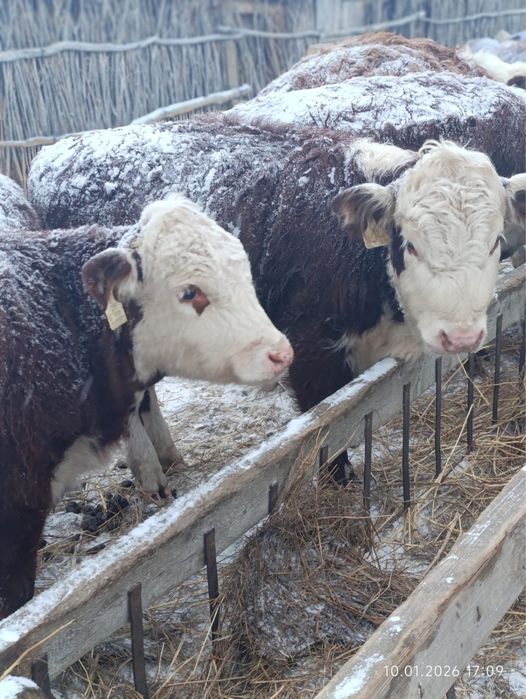 Племенной қашарлар сатамын