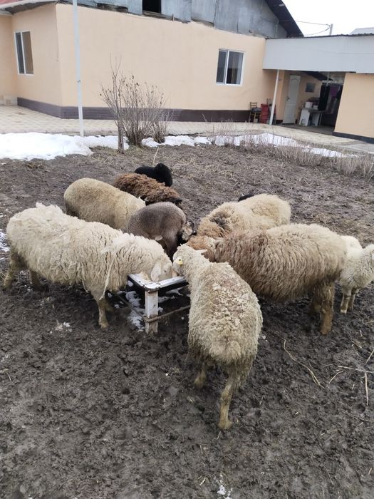 Продам маток с ягнатами домашних жирных.