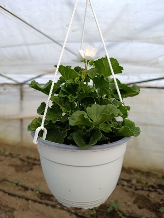 Petunia și mușcate de vânzare