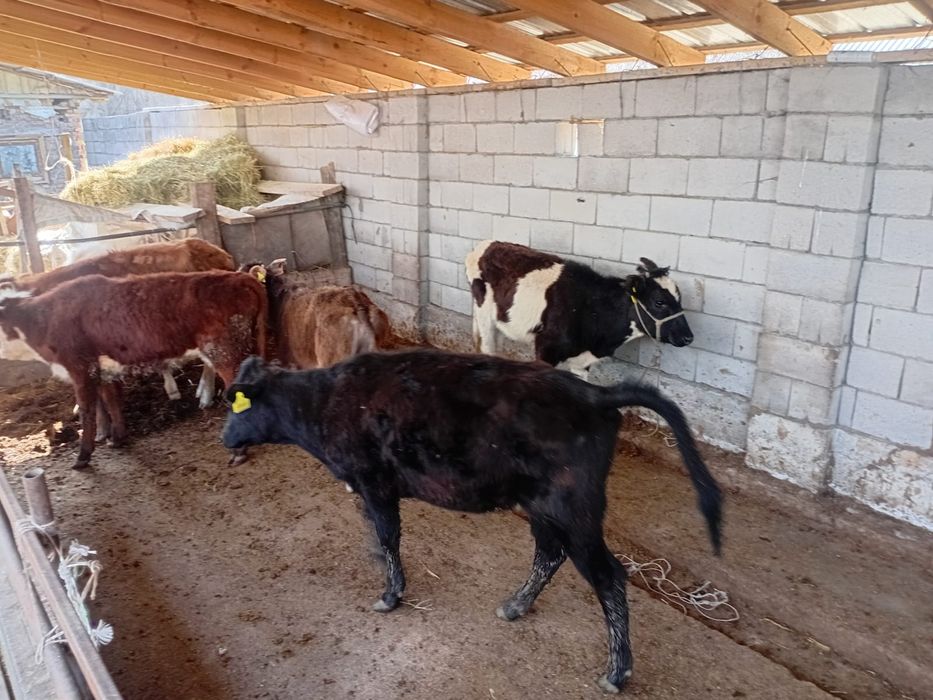 Ургашы бузалар сатылады