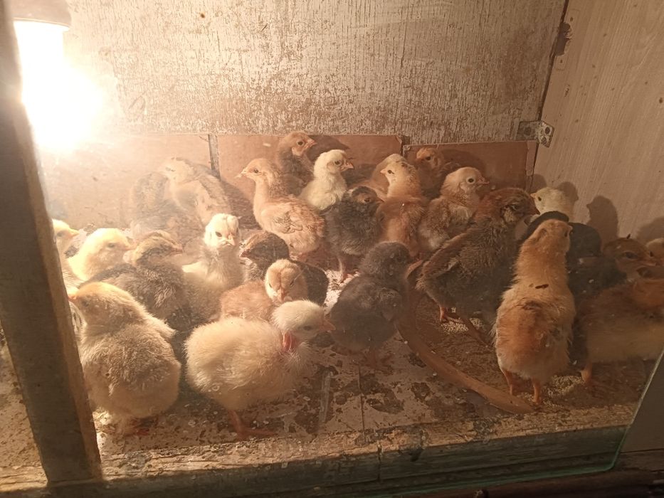 Продам цыплят. Звоните