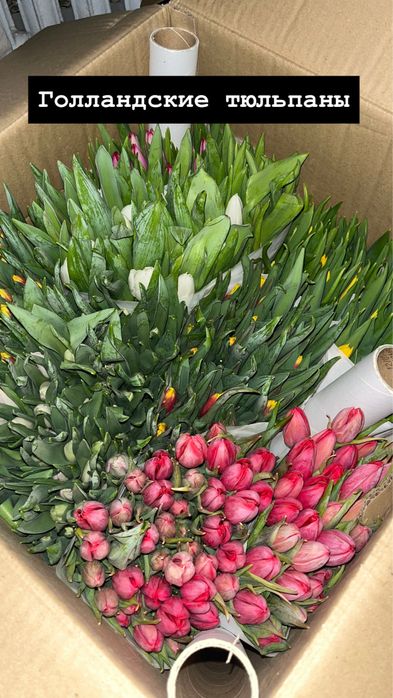 Тюльпаны Қызылорда