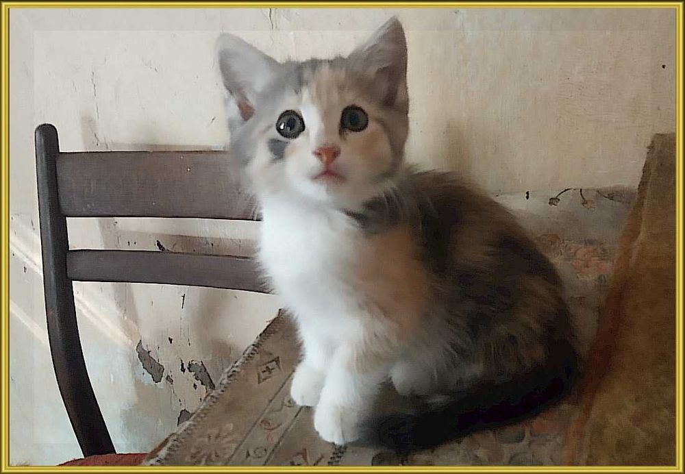 Котята в хорошие руки