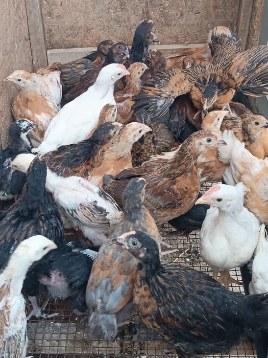 Балапан. Цыплята