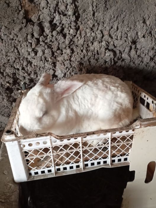 Продам кролиху...