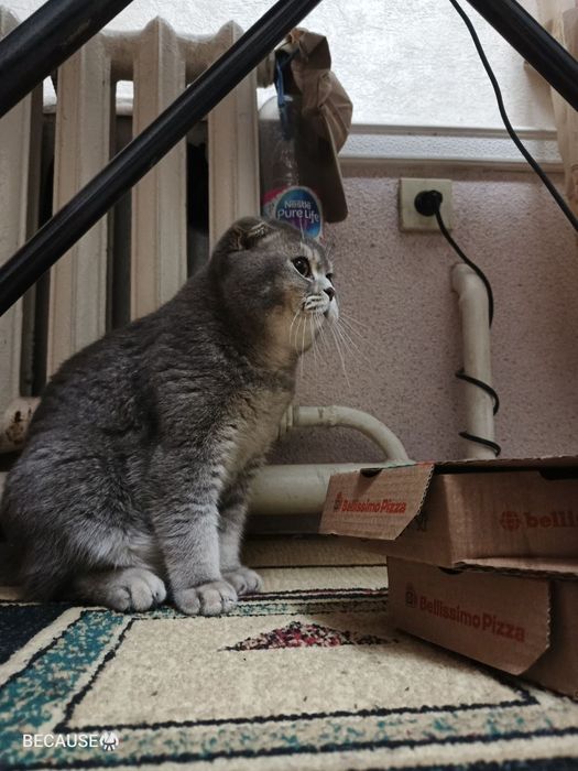 Viyaska, nasil olish uchun o'g'il mushuk