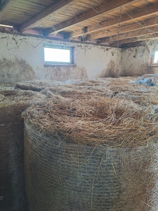 Baloti lucerna cal 1