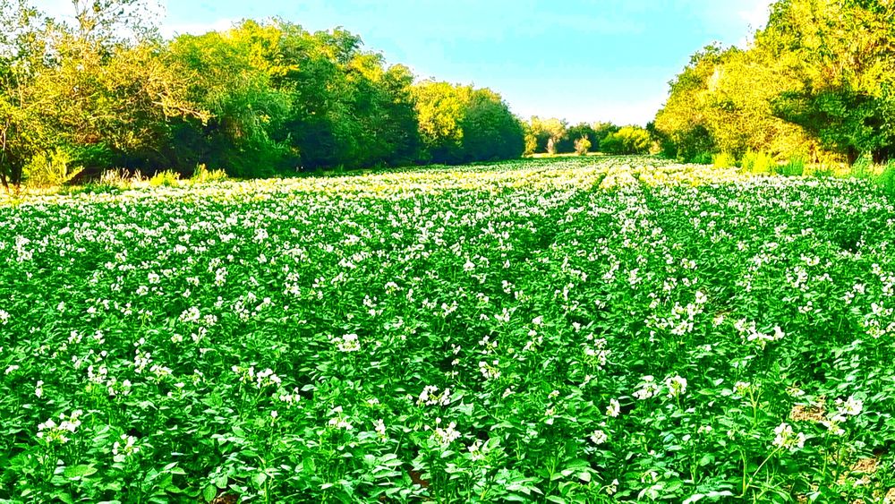 Земля сельхоз назначения, орошаемая, овощеводство