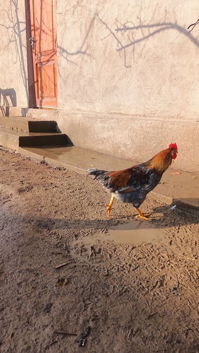 Қазақы брама аралас