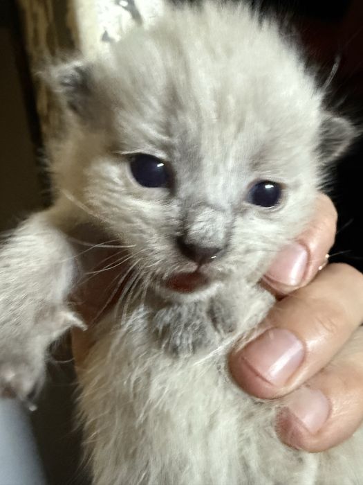 Отдадим котят в добрые руки