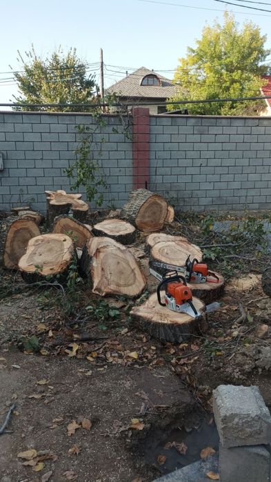 Спил дерево агаш кесемиз