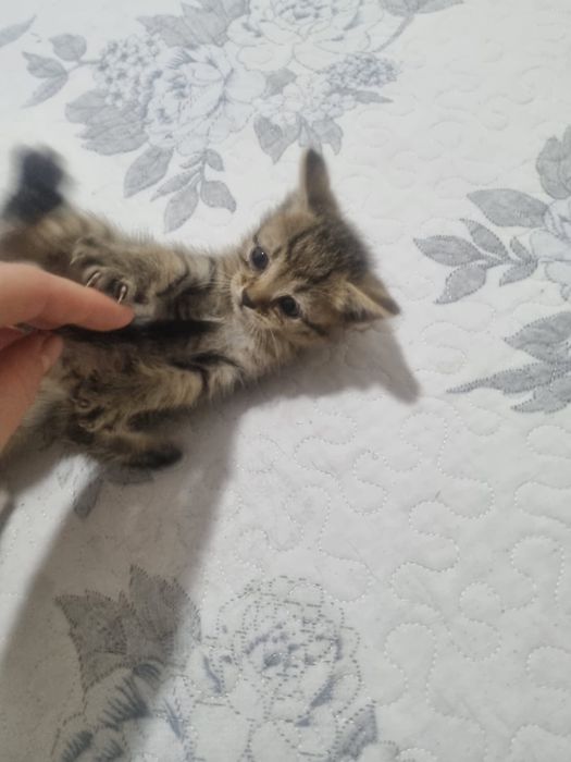 Отдам домашних котят