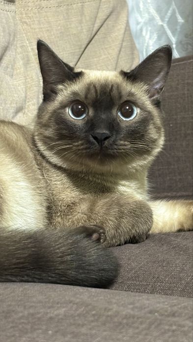 Отдам котика в добрые руки
