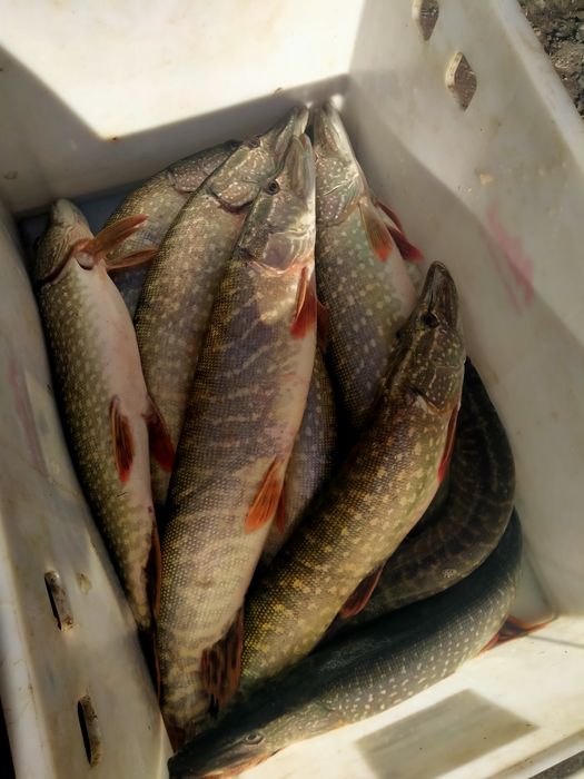 Рыба щука свежая