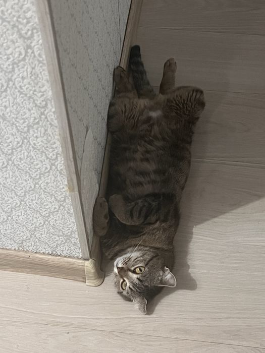 Отдам кошку в хорошие руки