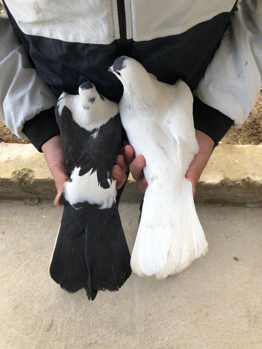 Голуби 5.000 за пара кептер голуб