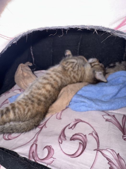 Милая девочка кошечка